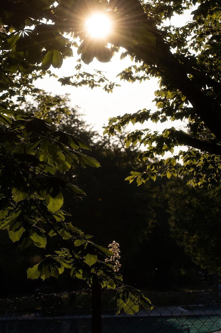 Leaves, Trees, Foliage, Beams, Beauty, Branch, Calm, Climate, Dawn, Dusk, Environment