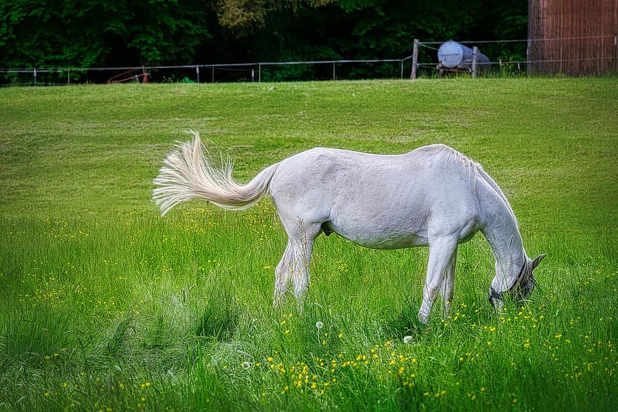 kuda, merumput, padang rumput, paddock, hewan, rumput, tanah pertanian, pemandangan pedesaan, musim panas, kuda betina, kuda jantan