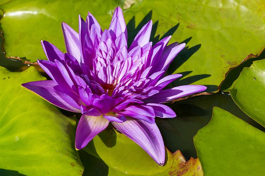 lotus, nénuphar, nuphar lutea, fleur, Floraison, plante aquatique, eau, lac de rosengewächs, violet, fleur d'eau, étang