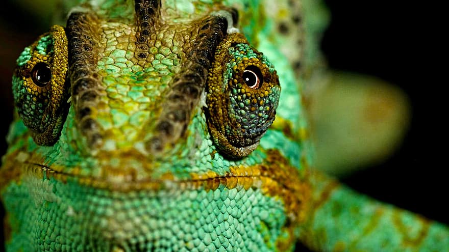 Lizard, Iguana, Reptile, Wild, Animal, Skin, Nature, Wildlife, Closeup, Caribbean, Tropical