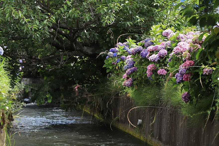Hortensie, Landschaft, Blumen, Pflanze, Hanahata, Japan, blühen, Blume, Sommer-, Blatt, grüne Farbe