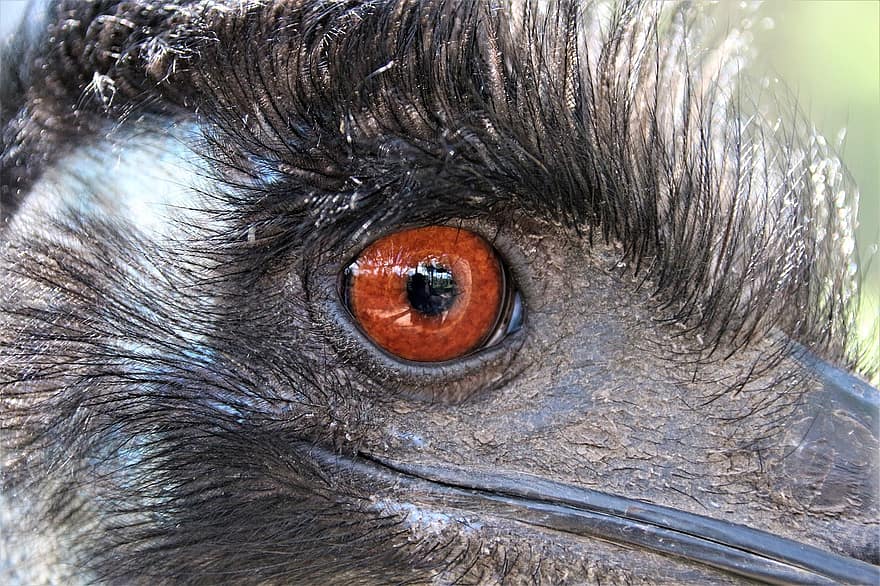 emu, fugl, regning, dyr, natur, hoved, flyvende fugl, fjer, vild, portræt, øje