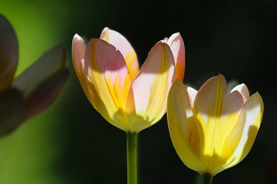 tulipaner, gule tulipaner, blomster, blomstrer, flora, petals, planter, vårblomster, natur, blomst, anlegg