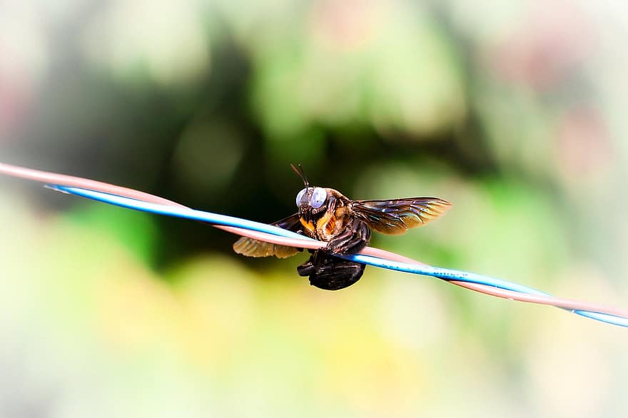 tesař včela, hmyz, drát, zvíře, Příroda, detailní, bokeh, létající, tesař
