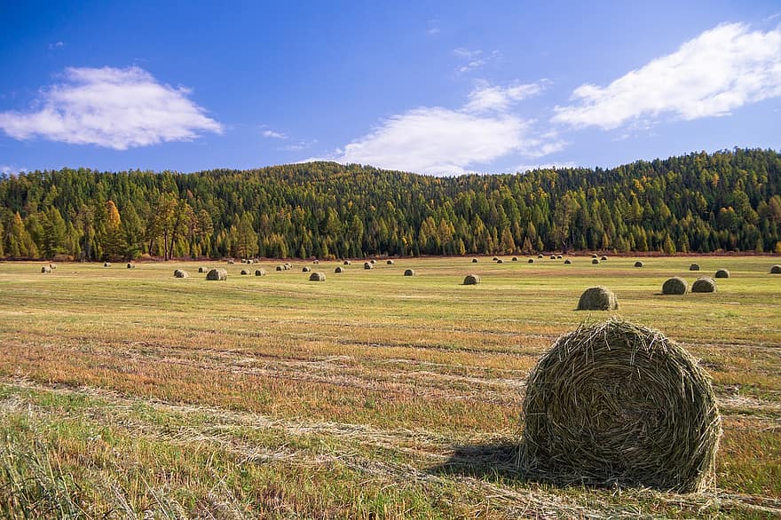 Altai-Gebirge, Feld, Landschaft, Natur, Heu, Bäume, Herbst, ländliche Szene, Wiese, Gras, Bauernhof