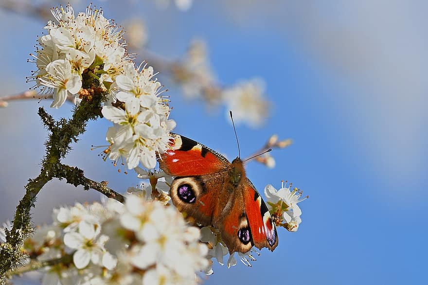 fjäril, pollinering, blomma, insekt, entomologi, vingar, påfågel fjäril, vår, närbild, sommar, springtime