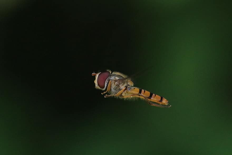 hoverfly, owad, lot, muchówka, latać, zwierzę, Natura, zbliżenie, makro, pszczoła, żółty