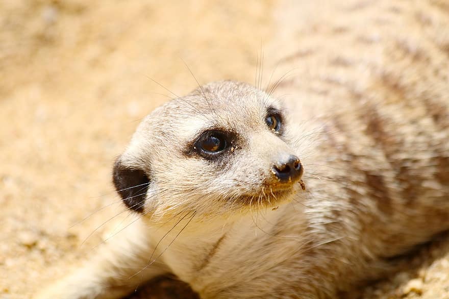 Meerkat, Animal, Zoo, Cute, Mammal, Vigilant, Attention, Curious