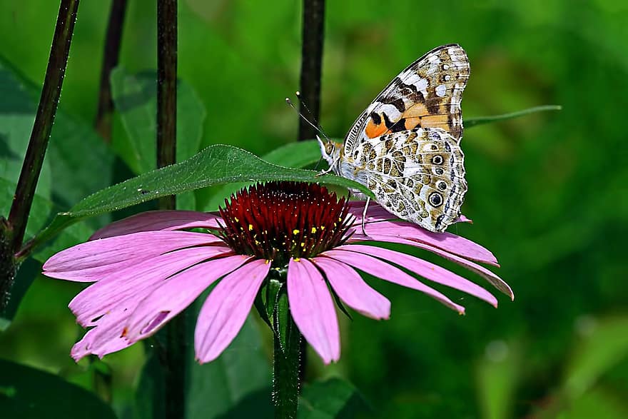 चित्रित महिला, तितली, कीट, फूल, पंख, पौधा, बगीचा, प्रकृति, क्लोज़ अप, गर्मी, बहु रंग का