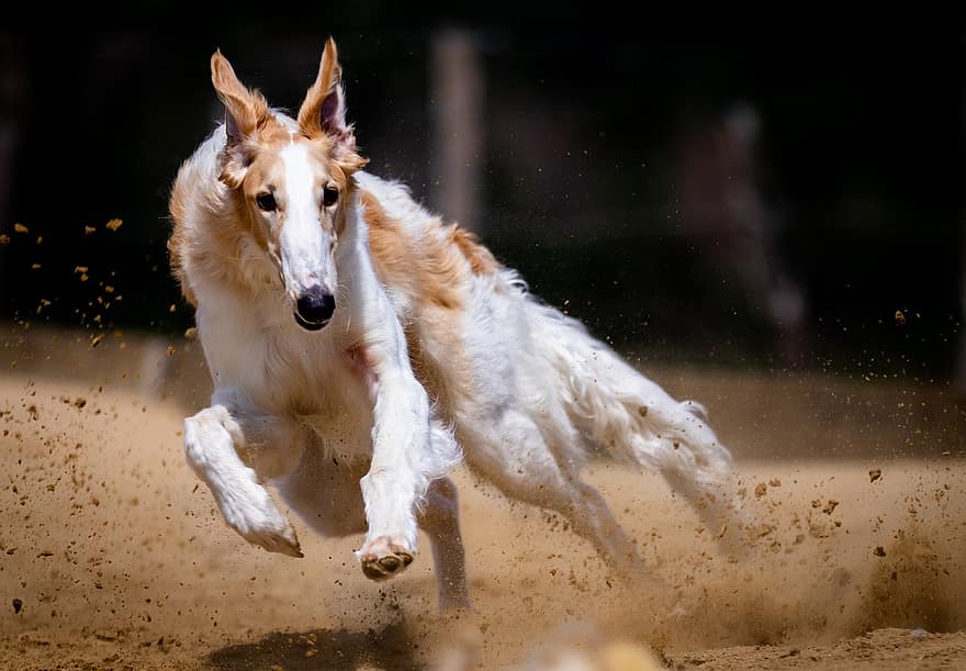 犬、犬歯、レース、走る、ランニング、犬のレース、レースコース、ハント、グレイハウンド
