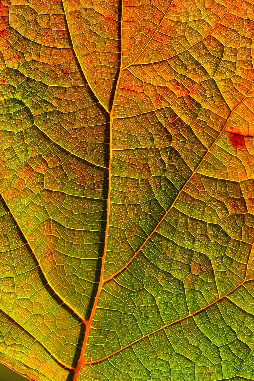 Leaf, Veins, Fall, Midrib, Autumn, Plant