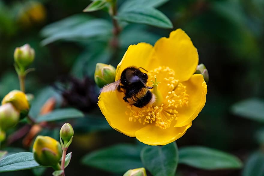 bumblebee, abelha, inseto, polinizar, polinização, flor, inseto com asas, asas, natureza, himenópteros, entomologia