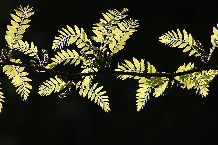 Honigheuschrecke, Blätter, Ast, Lederärmel Baum, Gleditsia, Dornheuschrecke, Grün, Laub, Baum, Frühling, Natur