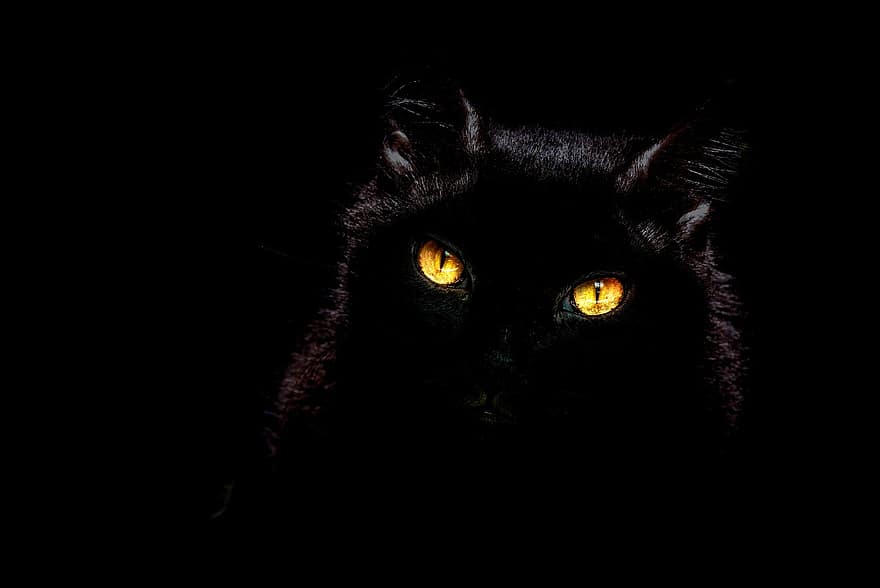 pisică, pisica neagra, întuneric, animal de companie, animal, pisica domestica, felin, mamifer, cap, ochi