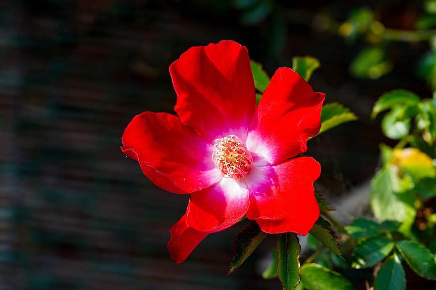 Rose, Red Rose, Red Flower, Flower, Wildflower, Spring Flower, Republic Of Korea, Plant, close-up, leaf, petal