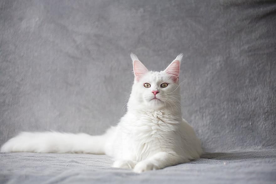 maine coon, Γάτα, κατοικίδιο ζώο, άσπρη γάτα, καθαρόαιμο, ζώο, οικιακή γάτα, αιλουροειδής, θηλαστικό ζώο, χαριτωμένος, λατρευτός
