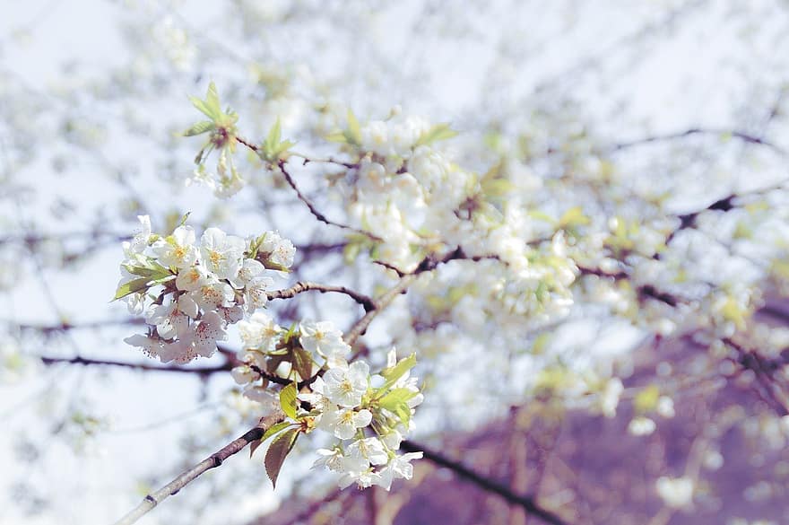 Třešňový květ, kvetoucí, květ, flóra, sezóna, Příroda, Japonsko, větev, jaro, strom, list