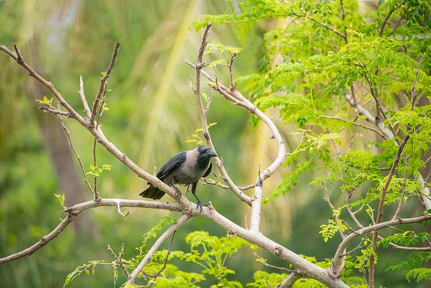 corvo, uccelli, Corvo, India, verde, Mohan, nannapaneni