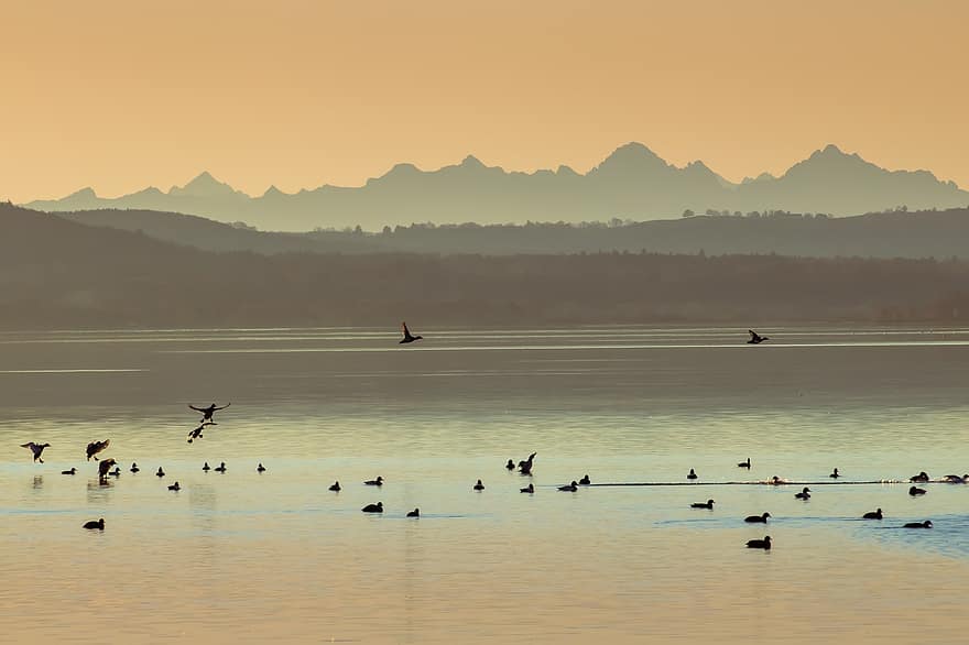 sø, bjerge, fugle, waterfowls, solnedgang, dis, skumring, natur, outlook, alpine, Ammersee
