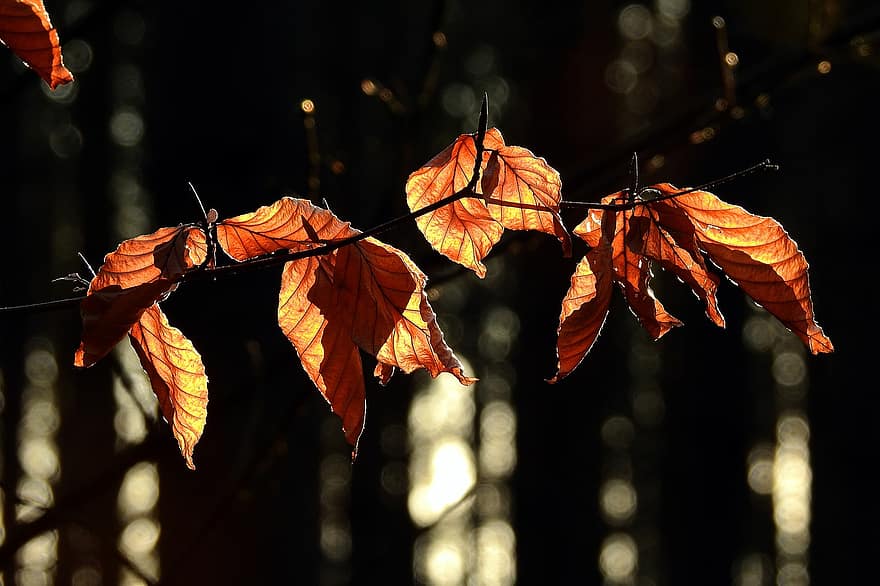 Blätter, Wald, Natur, Herbst, fallen, Jahreszeit, draußen, Blatt, Gelb, Baum, lebendige Farbe