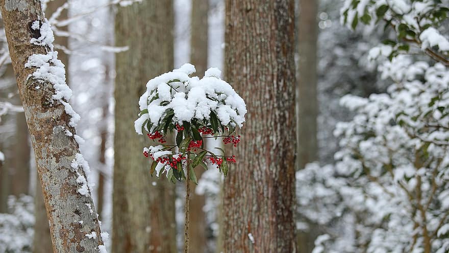 japan, Skov, vinter, natur, landskab, træer, sne, træ, sæson, afdeling, plante