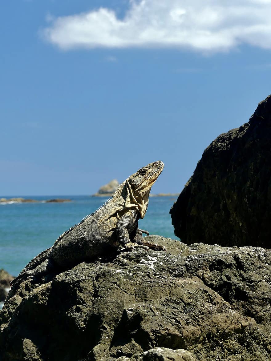 iguana, reptil, fauna silvestre, fauna, naturaleza, animal, Costa Rica, océano Pacífico, lagartija, animales en la naturaleza, rock