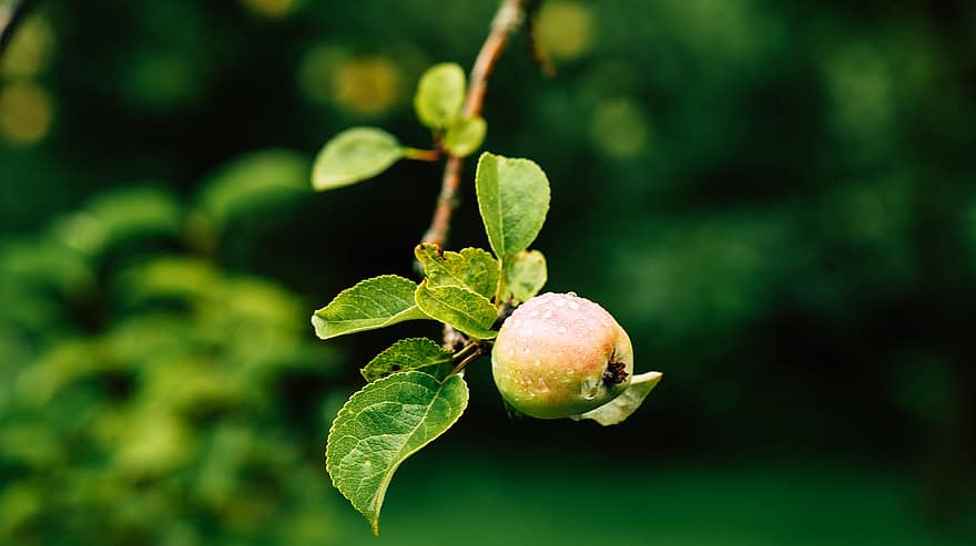 Apple, Branch, Nature, Fruit, Dewdrops