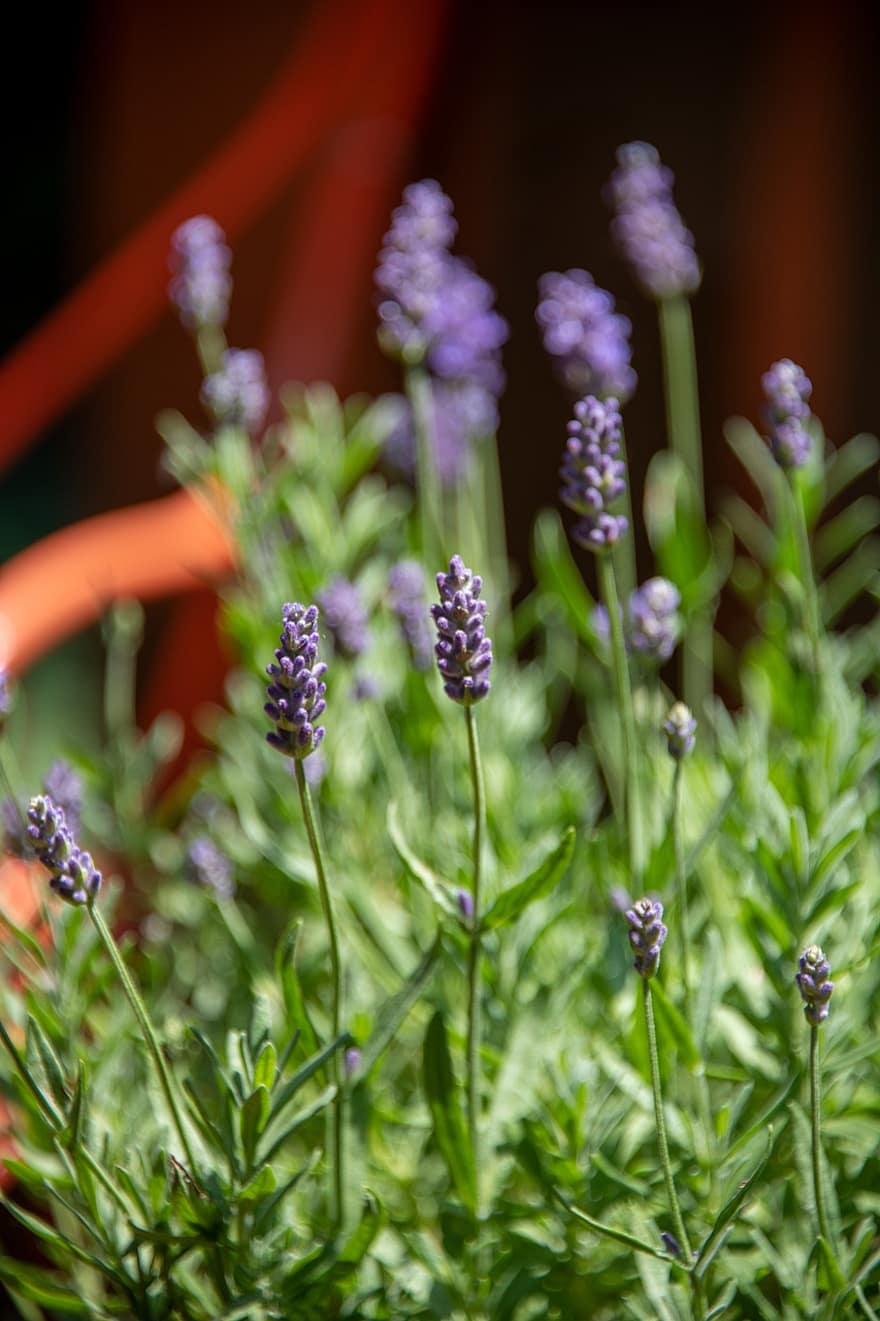 Lavender, Purple, Fragrant, Herbs, Nature