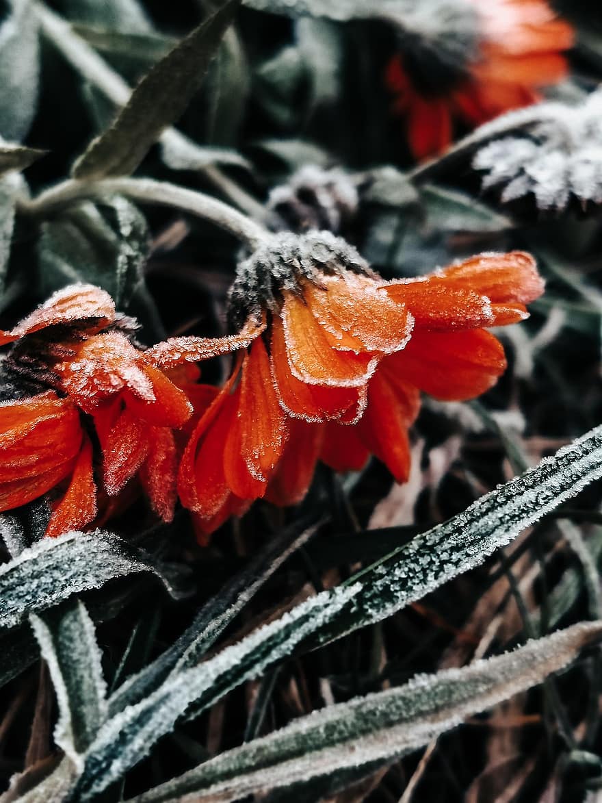 calendula, potten marigold, frost, sne, Frosset, blomster, kronblade, flor, blomstre, vinter, frost-