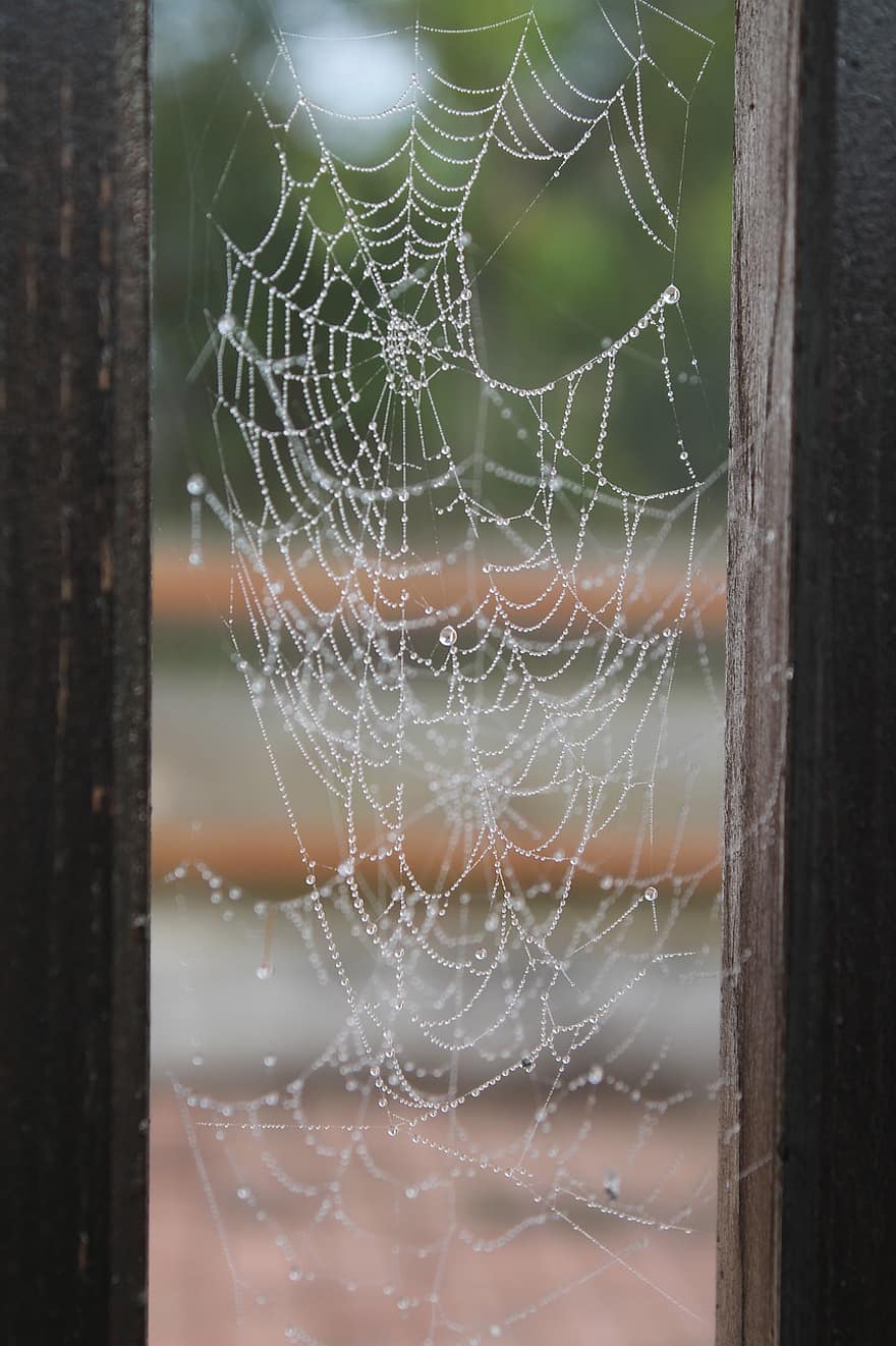 pavučina, web, plot, pavoučí síť, past, síť, zblízka, makro