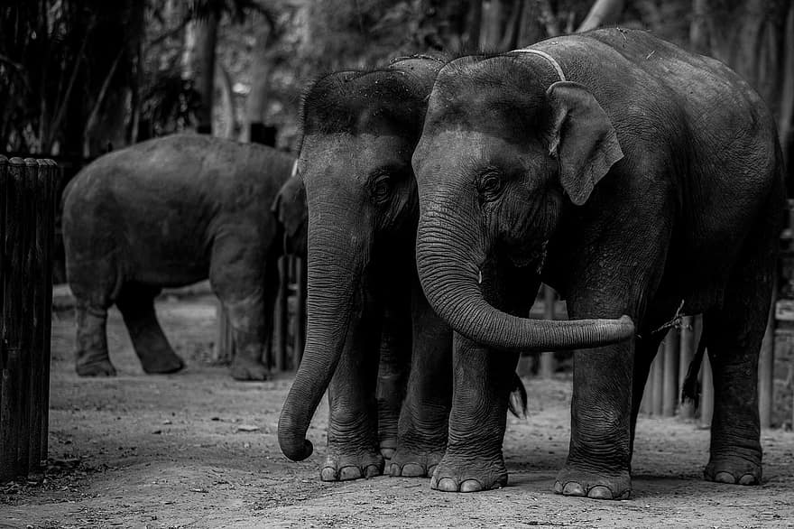 norsuja, eläimet, nisäkkäät, pachyderms, suuret eläimet, eläintarha, Suuret nisäkkäät, Afrikka, luonto, safari, eläinten maailma