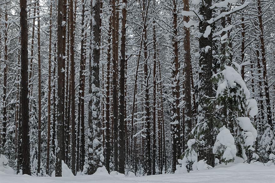 neu, arbres, bosc, boscos, troncs d’arbres, brisa, camp, camp de neu, nevat, hivern, bosc d’hivern