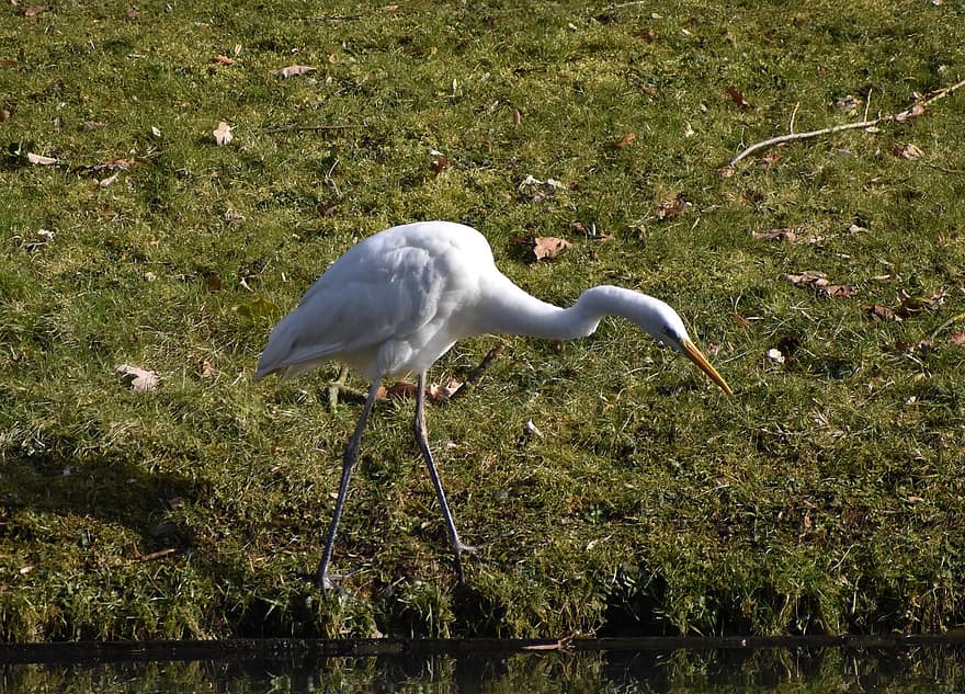 Great Egret, Egret, Bird, Large Egret, Great White Egret, Great White Heron, Animal, Foraging, Pond, Wildlife, Plumage