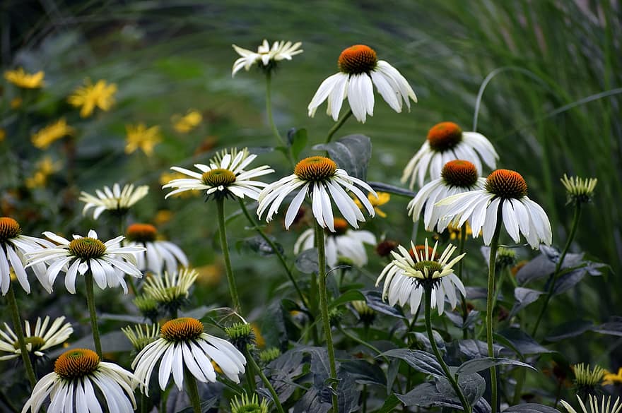 coneflower, Flor, flores, flor, floração branca, branco, verão, planta medicinal