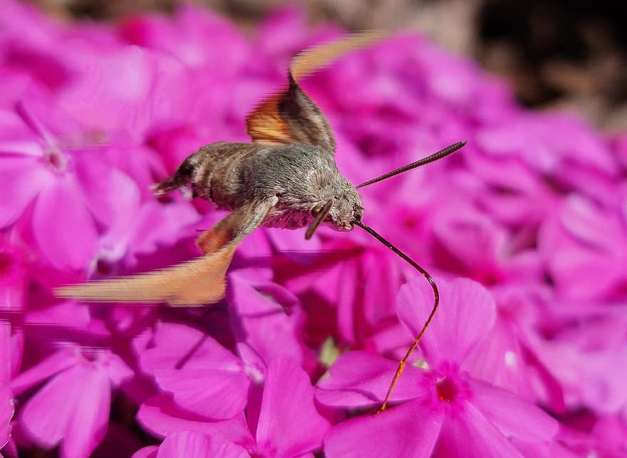fjäril, Hummingbird Hawk-Moth, sväva, vingar, trunk, födosökande, nektar, blommor