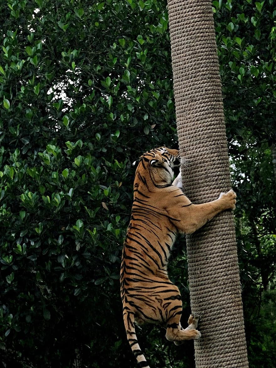 harimau, pendakian, alam, fauna, bergaris, harimau Bengali, binatang di alam liar, kucing yang tidak diberi obat, licik, hutan hujan tropis, spesies langka