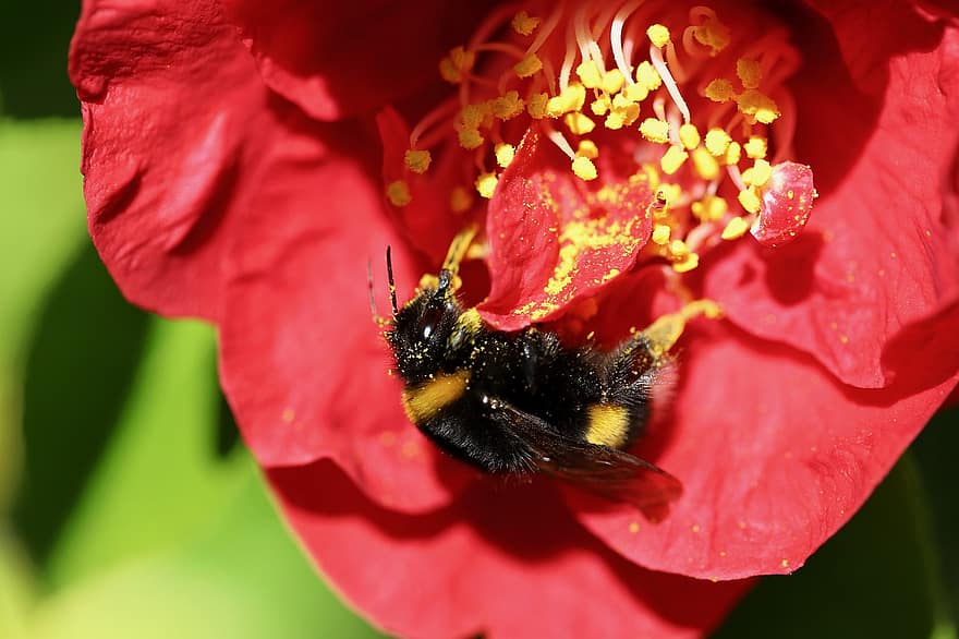 Bumblebee, Camellia, Insect, Stamens, Pollination, Pollinate, Blossom, close-up, flower, macro, bee