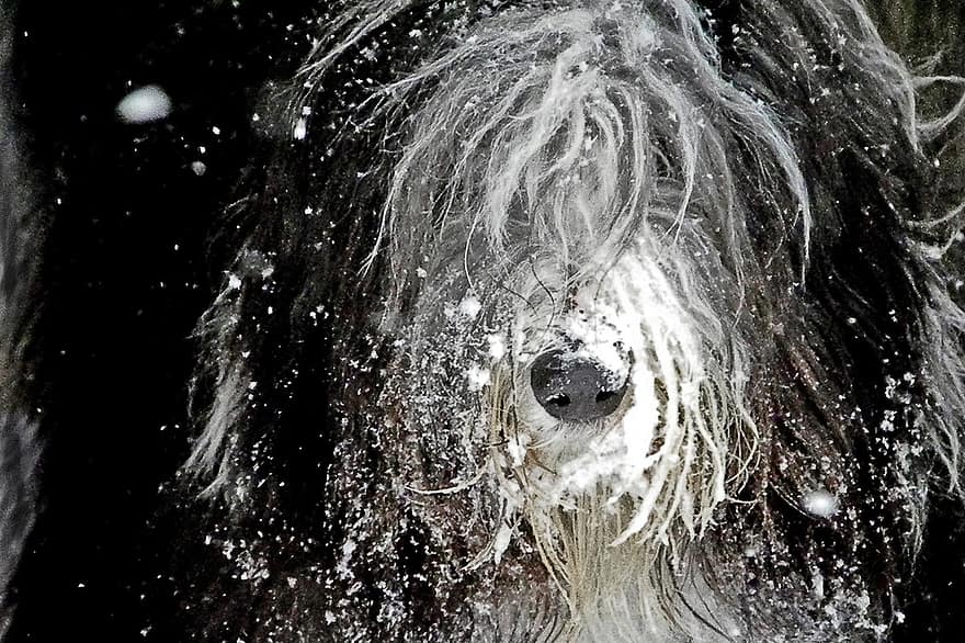 skægget collie, hund, kæledyr, dyr, hyrdehund, sne, vinter, indenlandske, hunde, pattedyr, våd