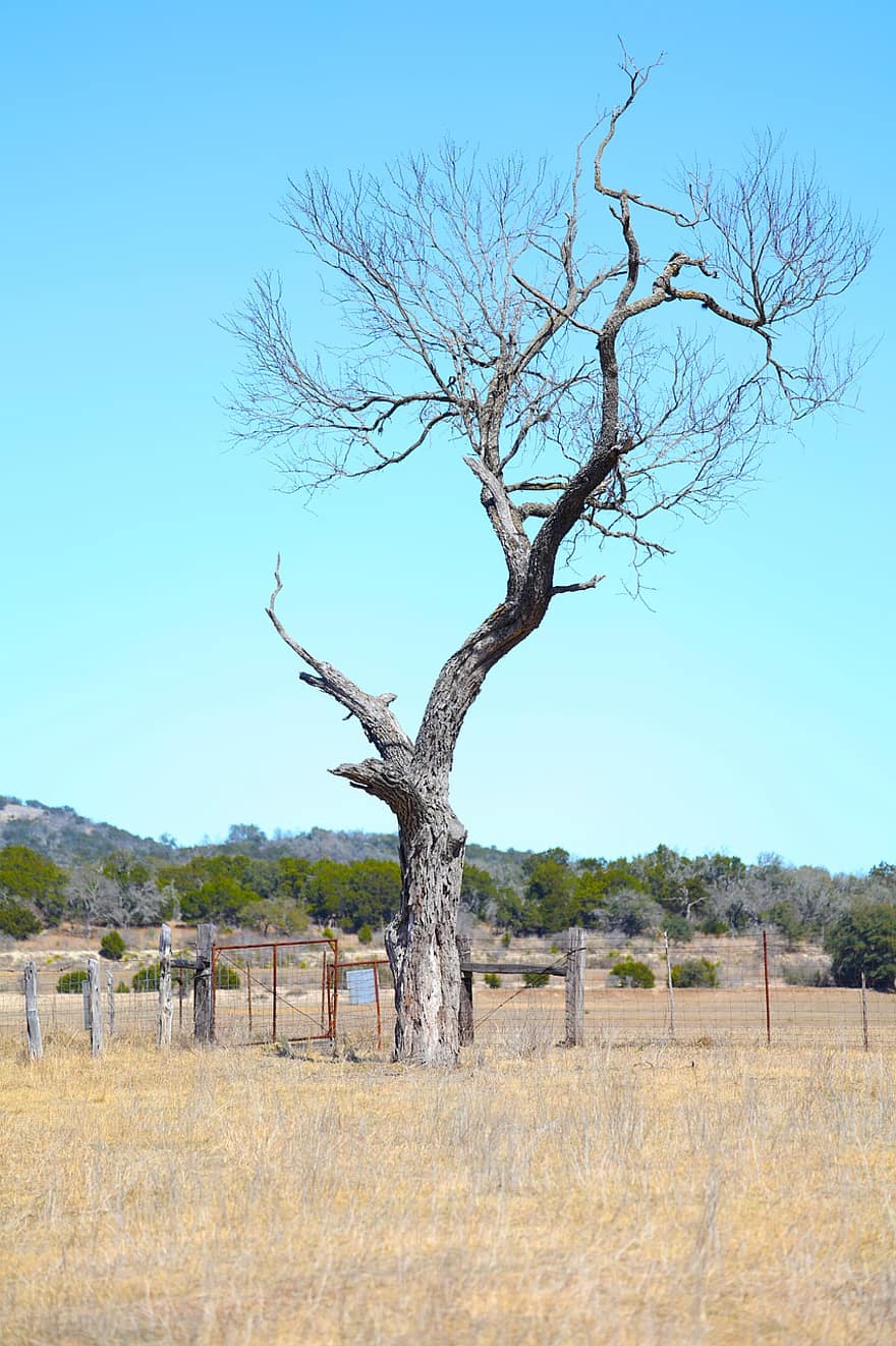 arbre, hiver, terre de ranch, paysage, texas hill country, les terres agricoles, scène rurale, bleu, branche, forêt, été