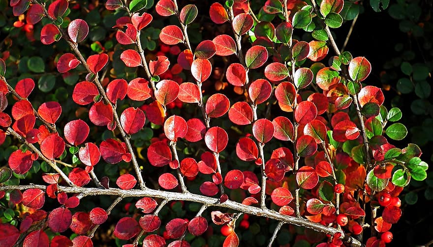 Cotoneaster, Leaves, Plant, Fall, Autumn, Bush, Sprig, Branch, leaf, close-up, freshness