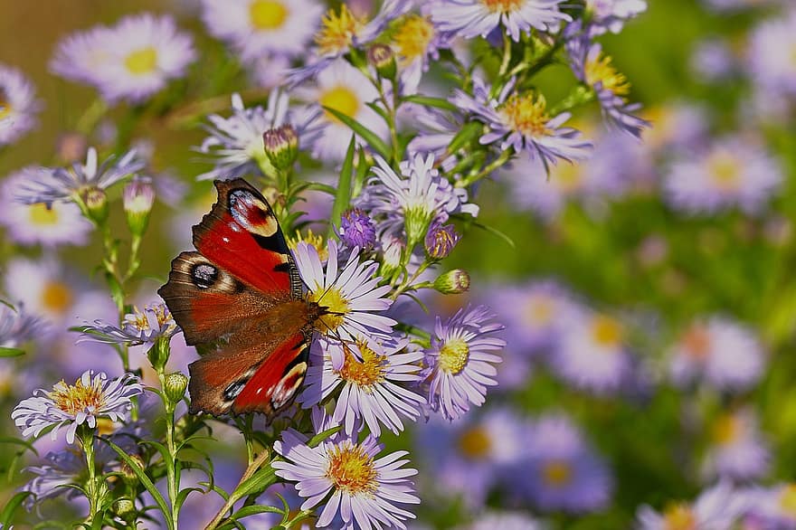 farfalla di pavone, fiori, aster, natura, farfalla, avvicinamento, fiore, estate, multicolore, insetto, pianta