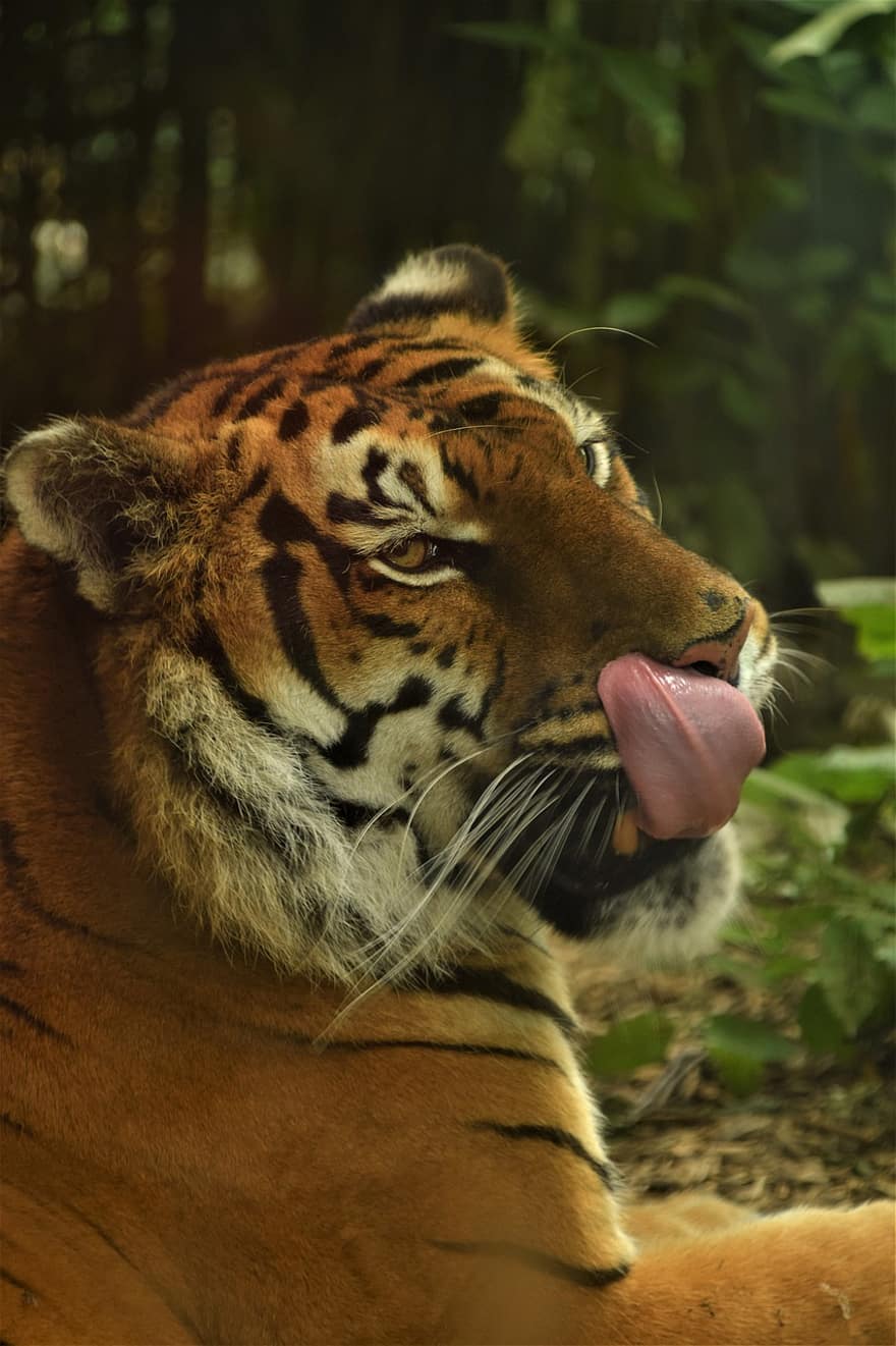 Tygrys, zwierzę, ogród zoologiczny, duży kot, drapieżnik, paski, koci, ssak, Natura, dzikiej przyrody, fotografia dzikiej przyrody