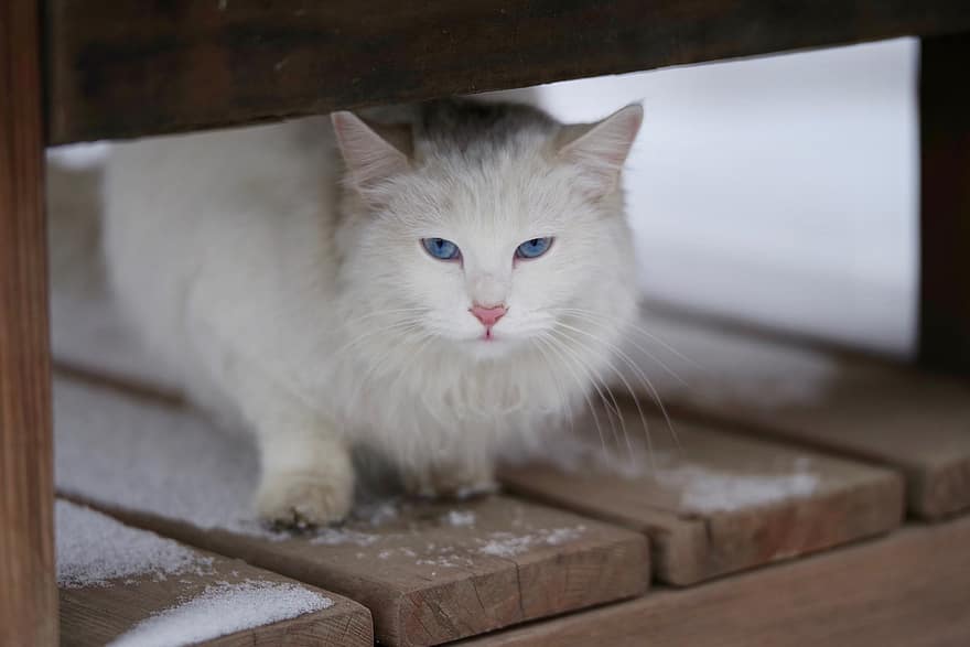pisică, animal de companie, felin, zăpadă, iarnă, pisica alba, animal