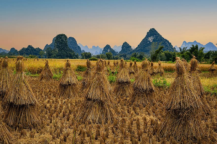 rijstveld, hooi-, rijst, rijststro, oogst, farm, veld-, bergen, platteland, landelijk, landschap