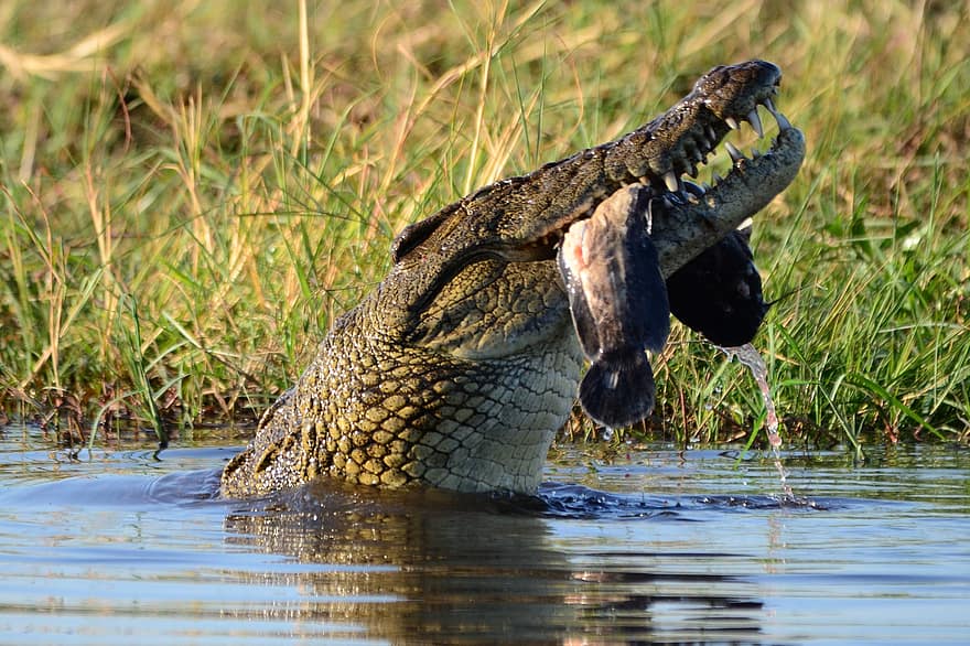 krokodil, prooi, Botswana