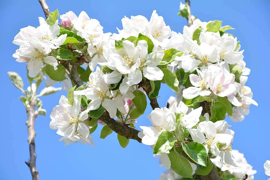 άνθη μήλου, λουλούδια, κλαδί, πέταλα, λευκά λουλούδια, ανθίζω, άνθος, μηλιά, άνοιξη, φύση