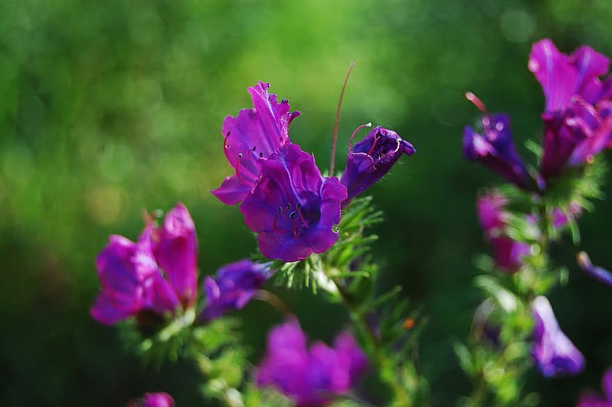 紫色の毒蛇のバグロス、フラワーズ、工場、野生の花、紫色の花、花びら、咲く、フローラ、フィールド、春、自然