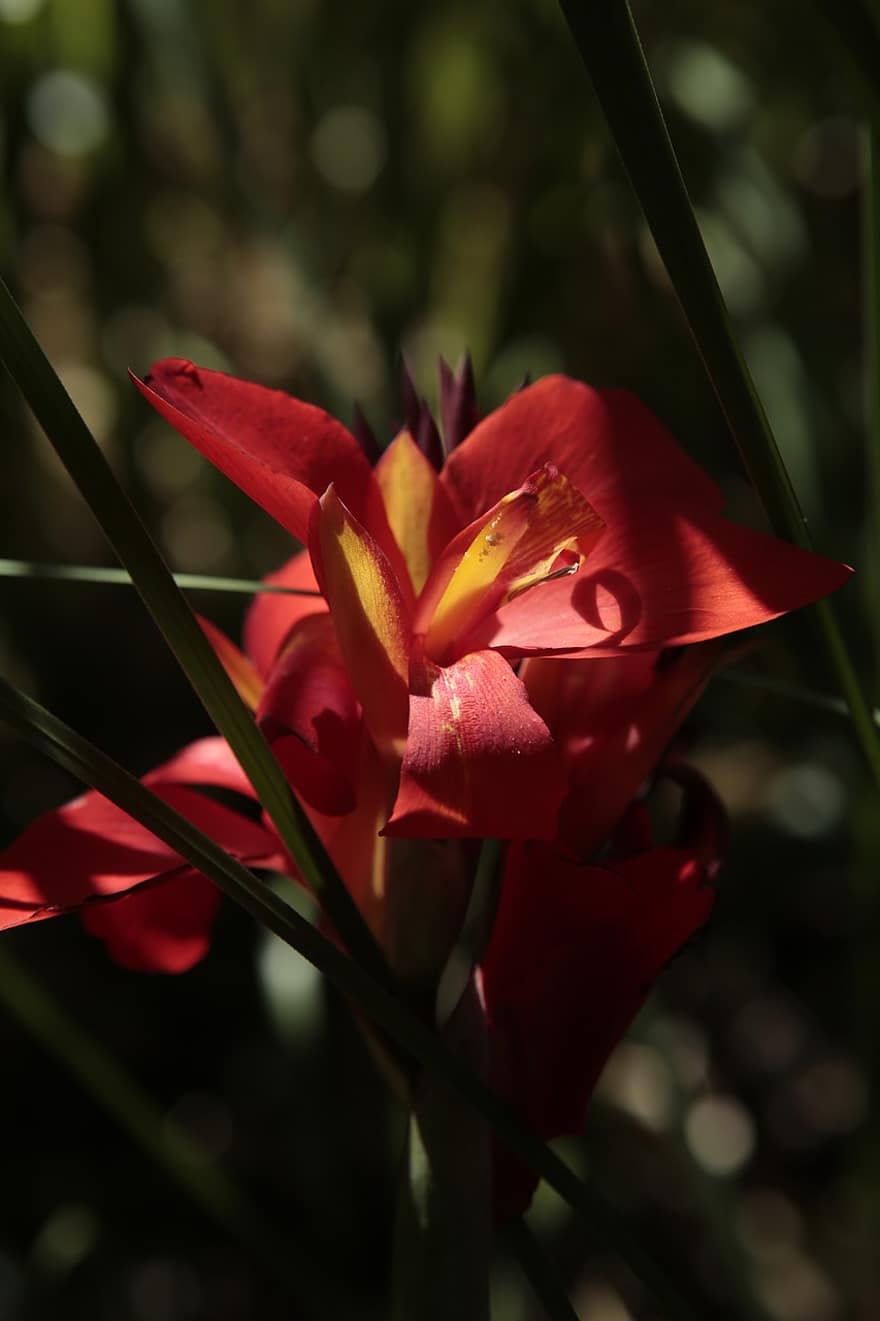 красный цветок, канна лилия, пушница, цветок, природа, крупный план, завод, лист, летом, лепесток, головка цветка