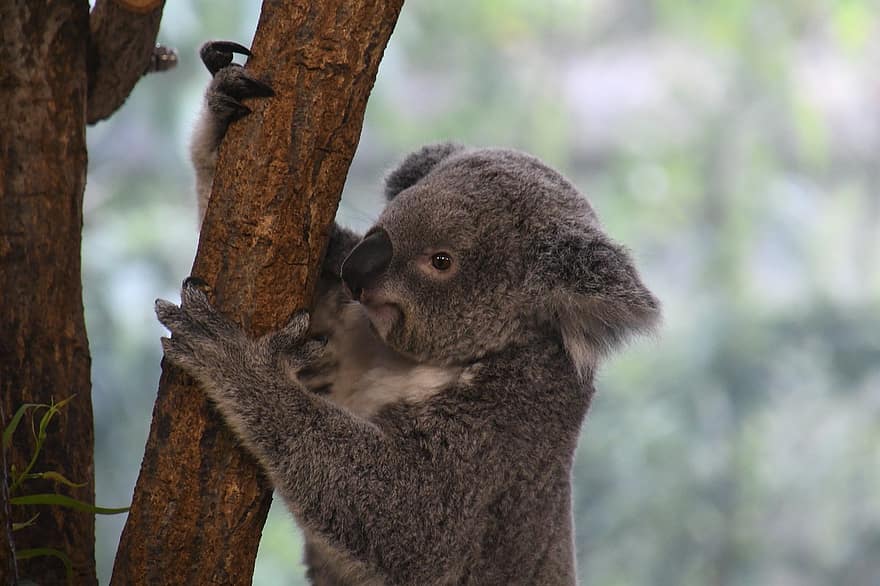 koala, dierentuin, dier, grijs, boom, grijpen