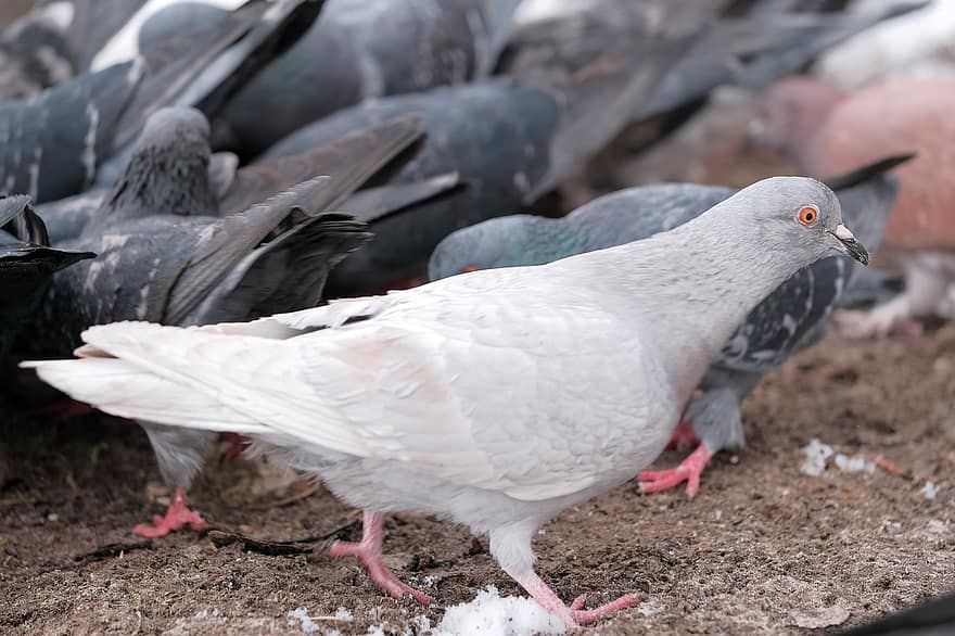 les pigeons, des oiseaux, troupeau, tourterelle, plumes, plumage, la nature, faune, le bec, ailes, aviaire